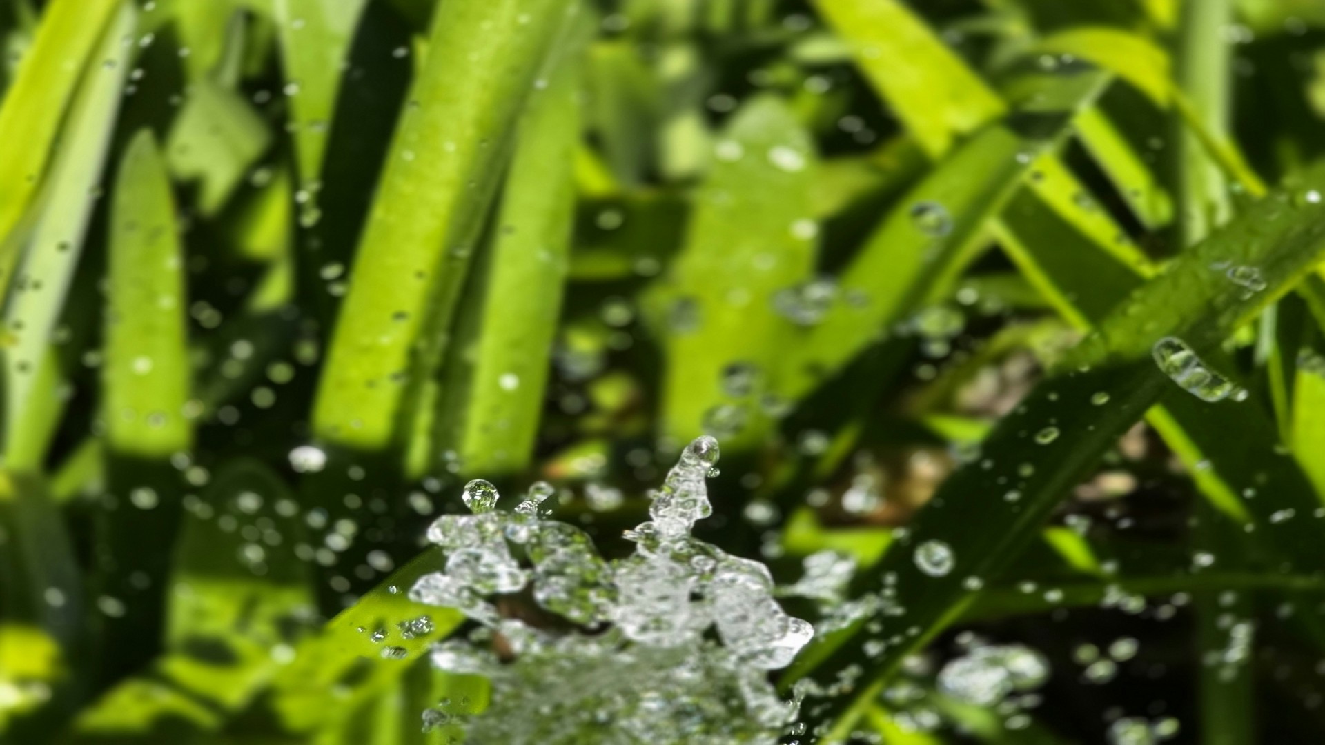 The Family That Replaced One Hour of Screen Time