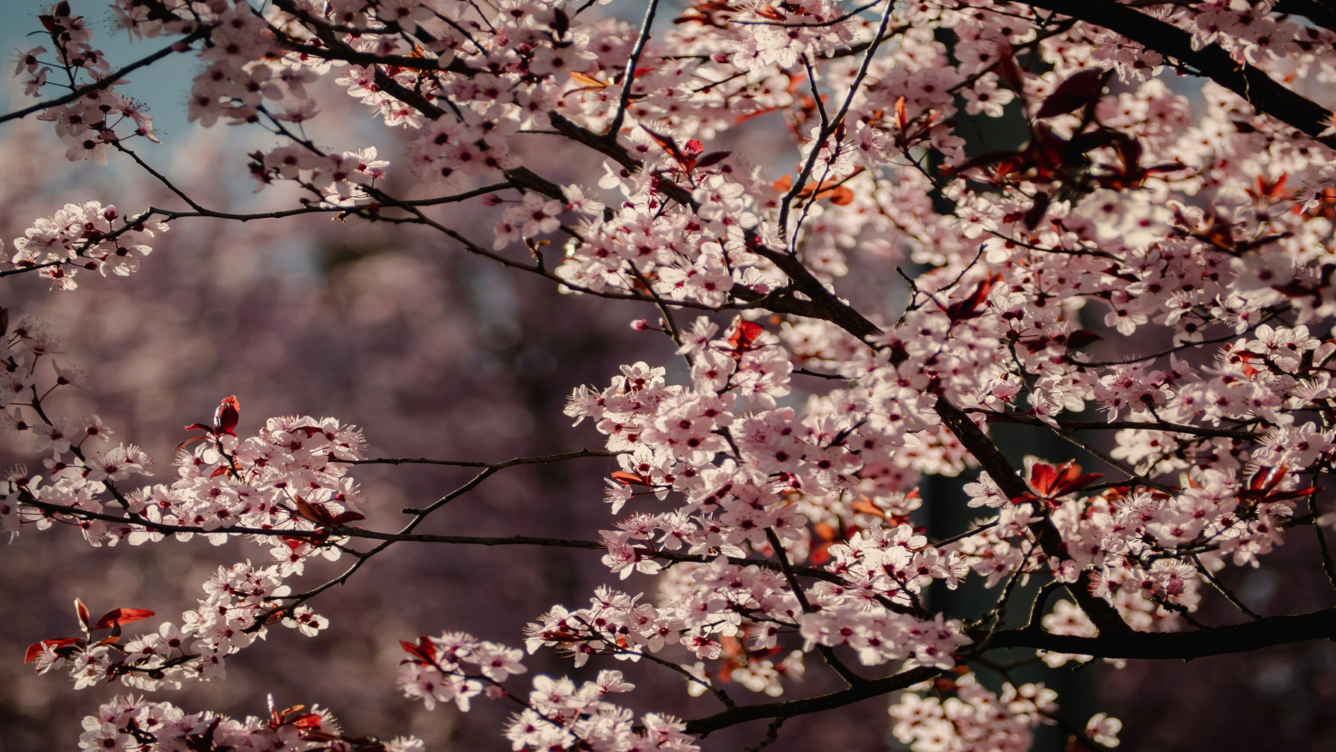 Home Reset Checklist Before Eid Guests Arrive